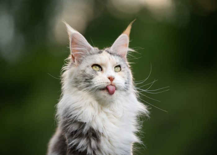 Maine Coons? More like Maine Clowns