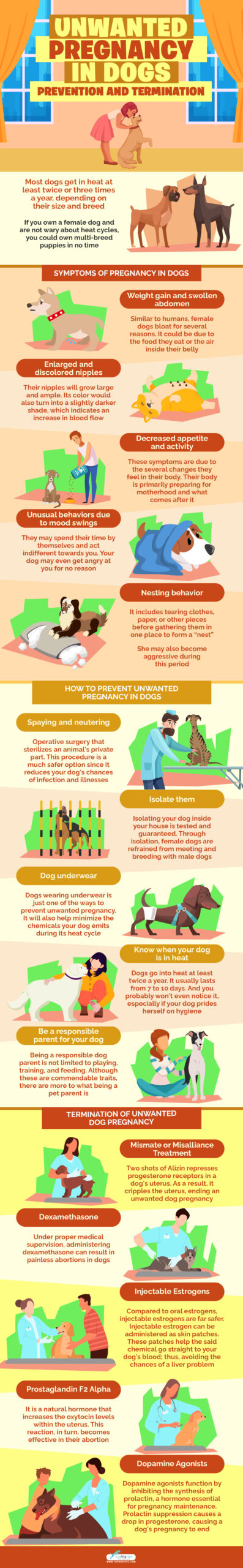 Unwanted Pregnancy in Dogs infographics