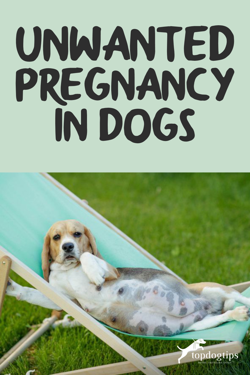 Unwanted Pregnancy in Dogs