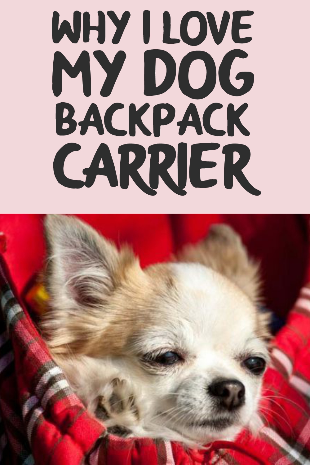 Why I Love My Dog Backpack Carrier