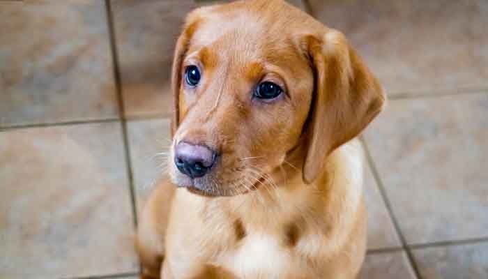 dog proof flooring