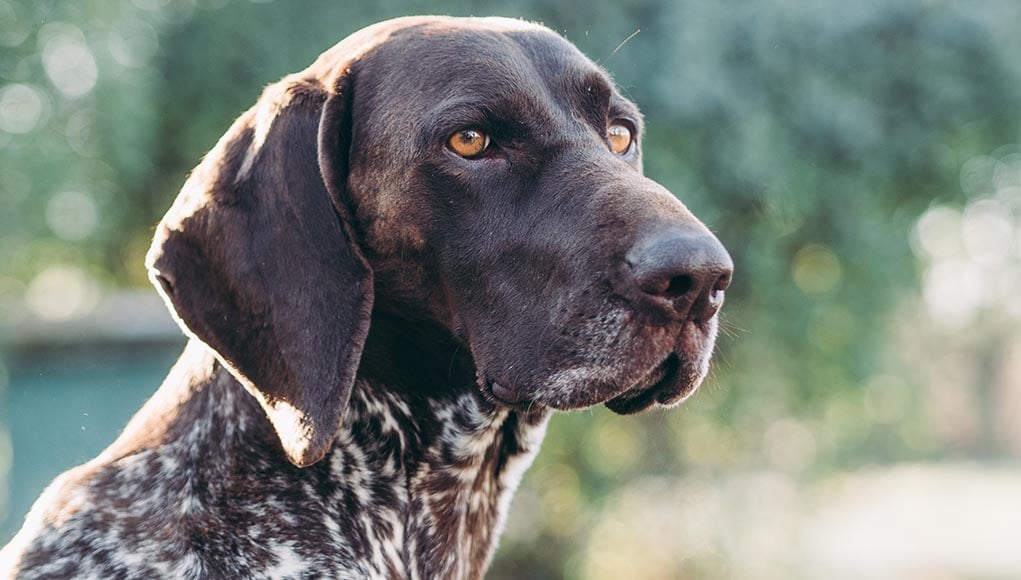 german shorthaired pointer