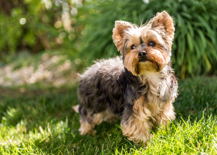 Yorkshire terrier