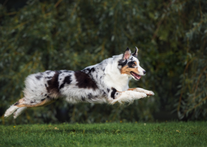 Australian Shepherd