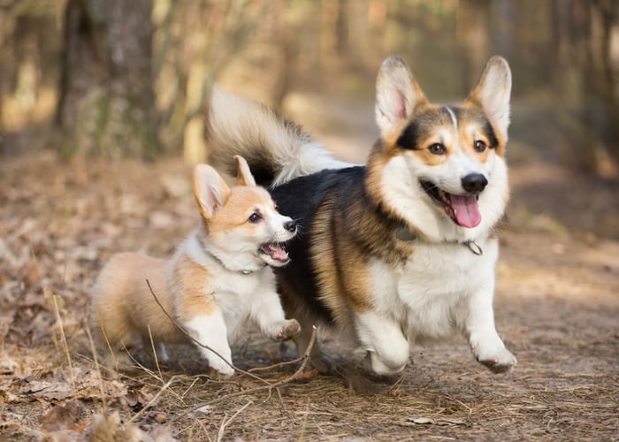 Pembroke Welsh Corgi