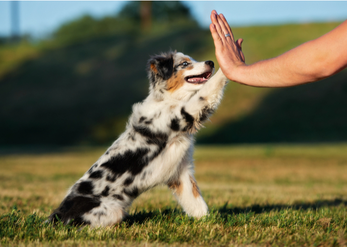 Australian Shepherd