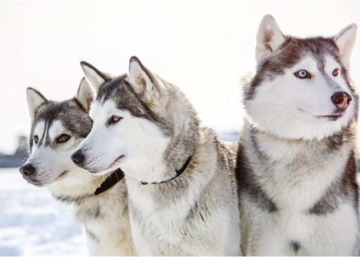 Siberian Husky