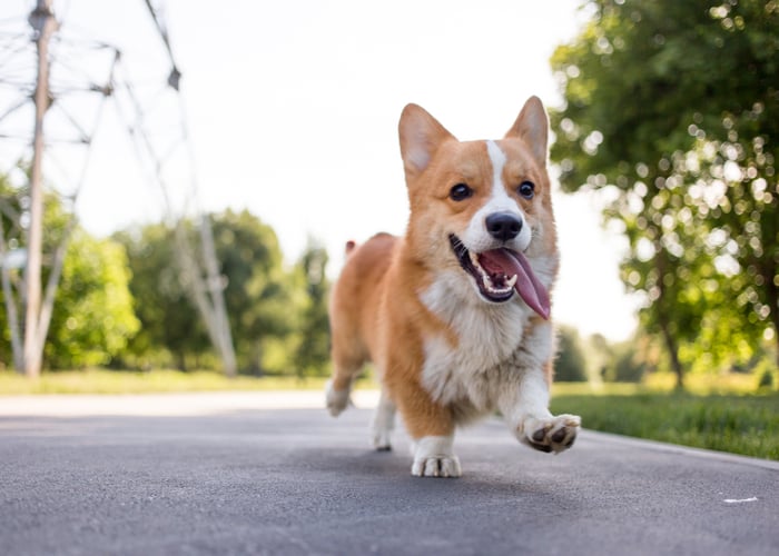 Pembroke Welsh Corgi