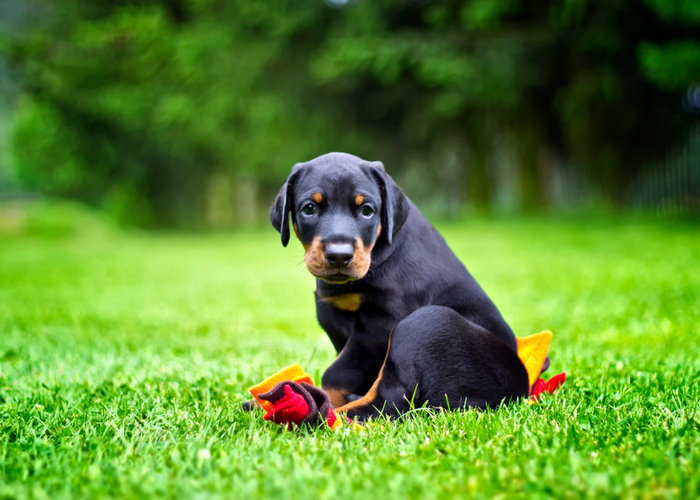 doberman pinscher dog breed