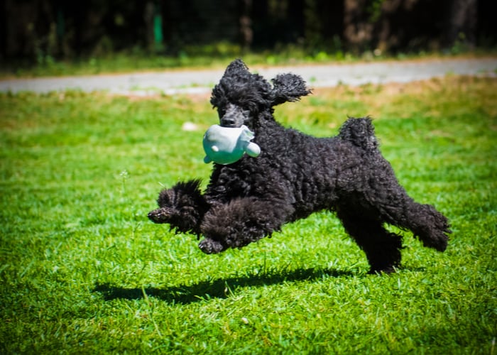 poodle exercising 