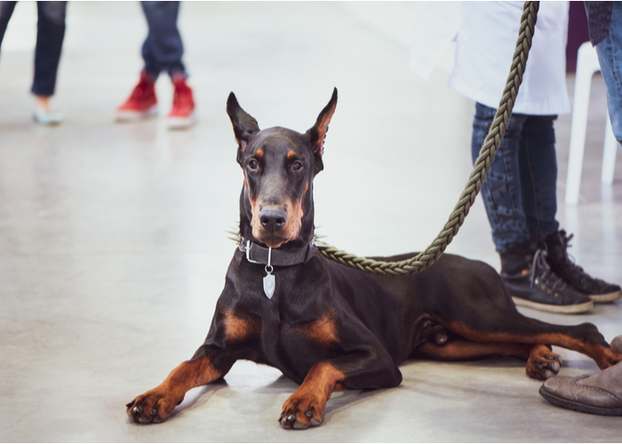 doberman pinscher