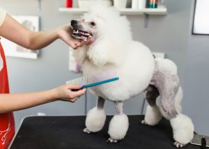 poodle grooming