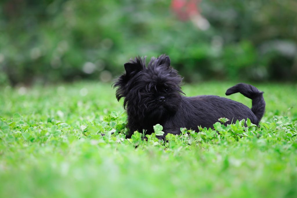 affenpinscher dog breed