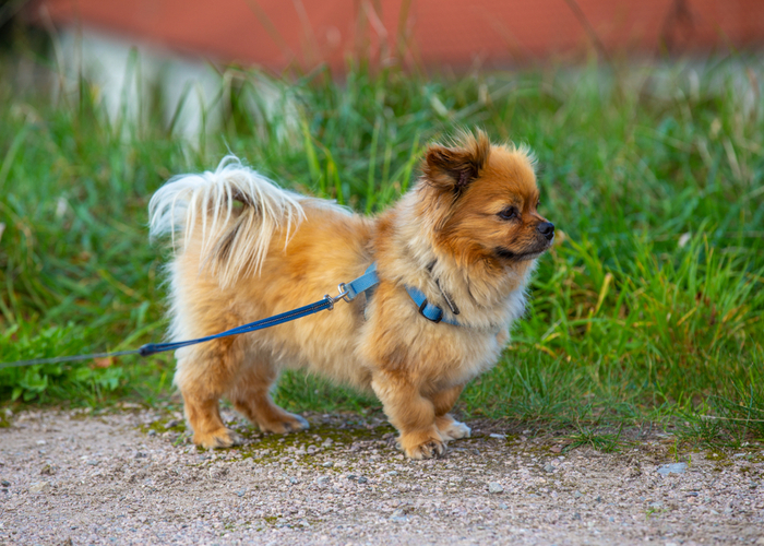 Affenpinscher