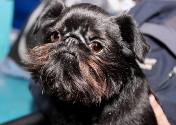 Affenpinscher puppy cost