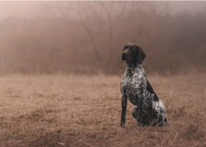 german shorthaired pointer