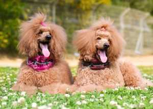 male and female poodle