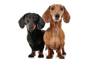 dachshund dog breed