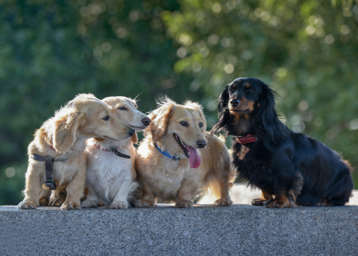 longhaired dachshund