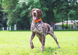 german shorthaired pointer