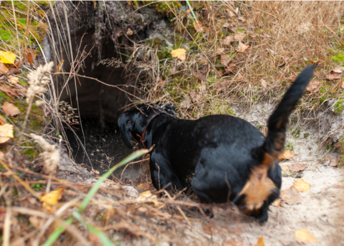 dachshund dog breed