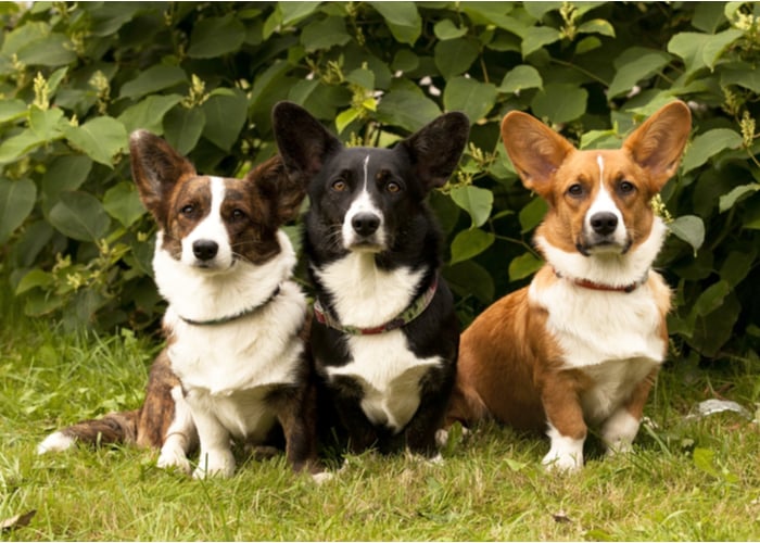 Pembroke Welsh Corgi