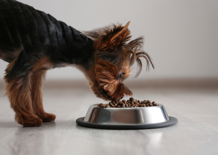 yorkie eating