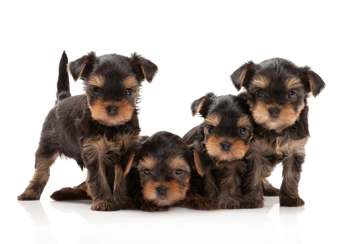 yorkie puppies