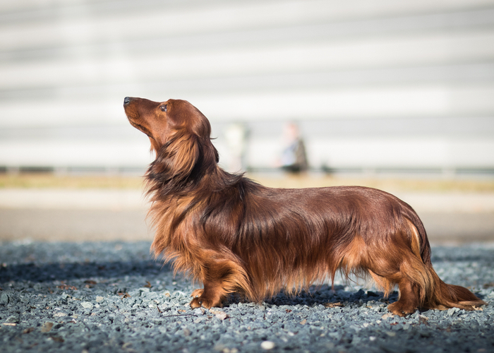 dachshund 