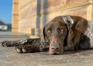 german shorthaired pointer