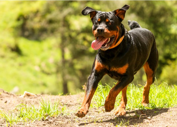 Rottweiler Dog