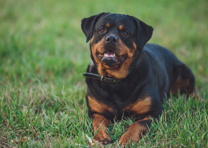 Rottweiler Dog