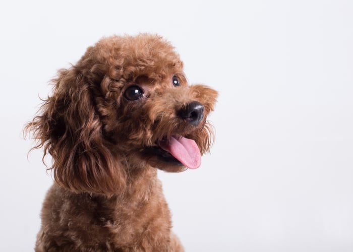 poodle dog breed