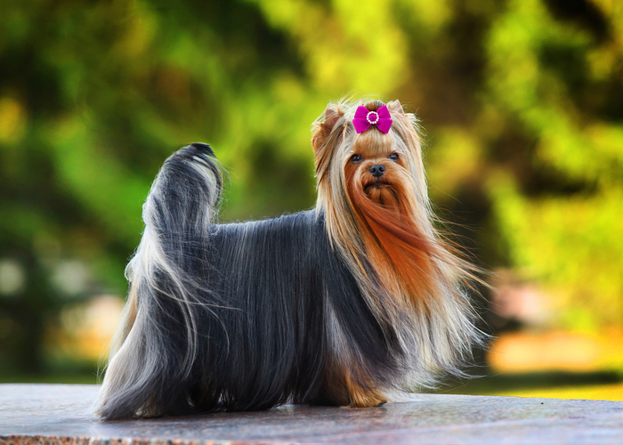 Yorkshire Terrier Breed