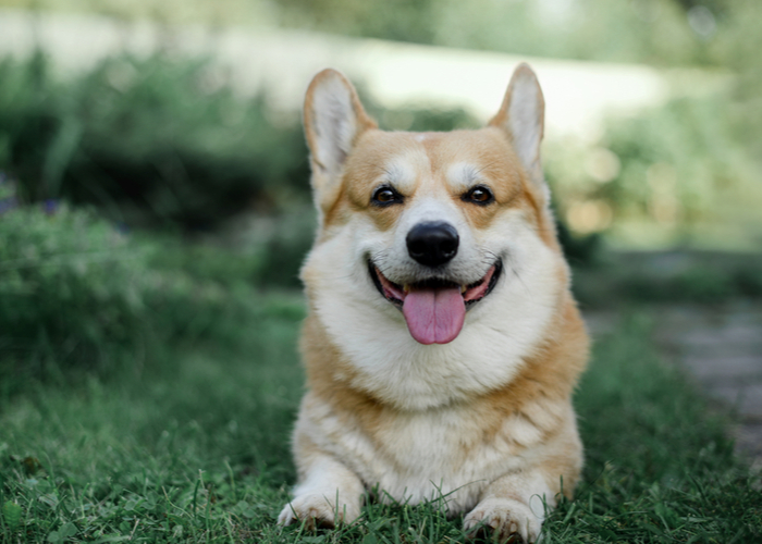 corgi