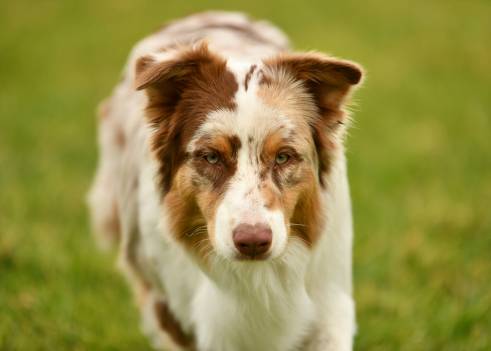 Australian Shepherd