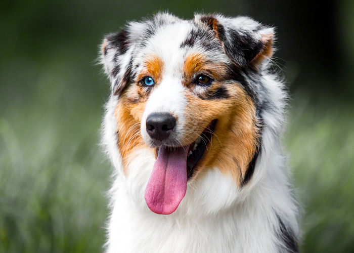 Australian Shepherd