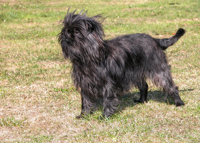 affenpinscher