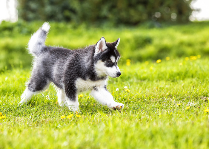 Siberian Husky Puppy