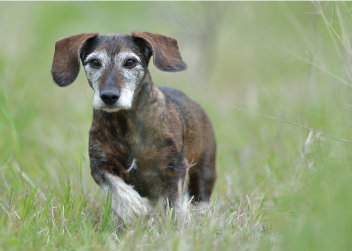 dachshund dog breed