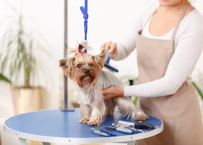 yorkshire terrier