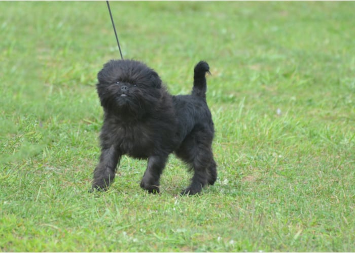 Affenpinscher