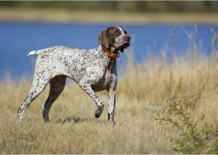 german shorthaired pointer