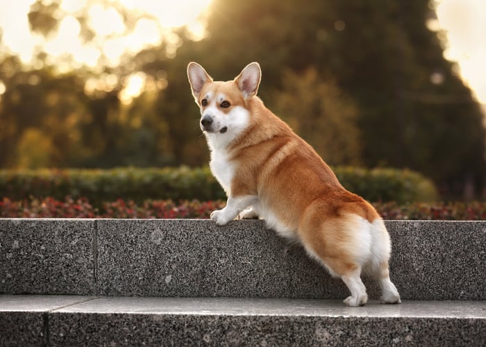 Pembroke Welsh Corgi