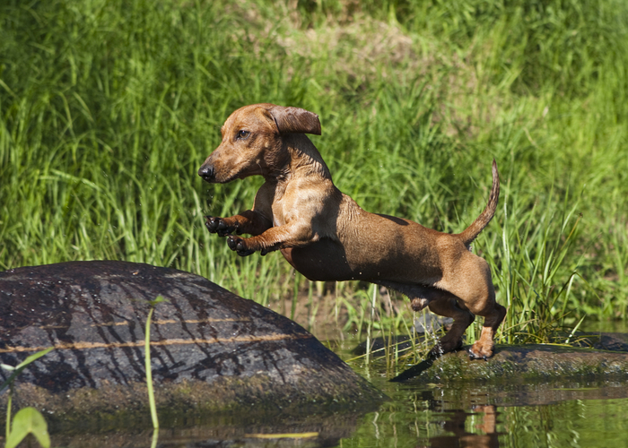 dachshund dog breed