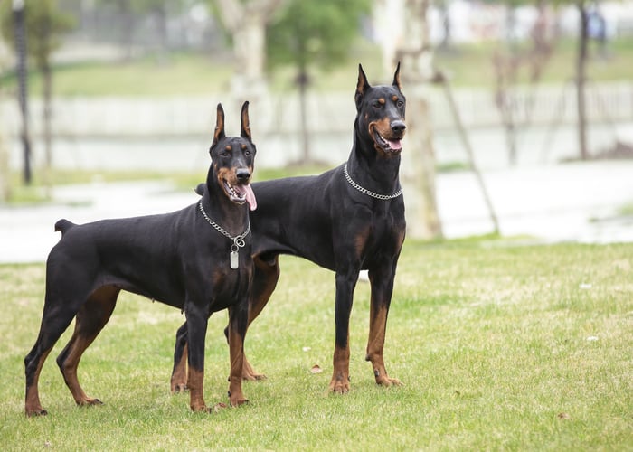 doberman pinscher