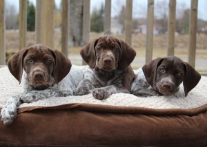 german shorthaired pointer