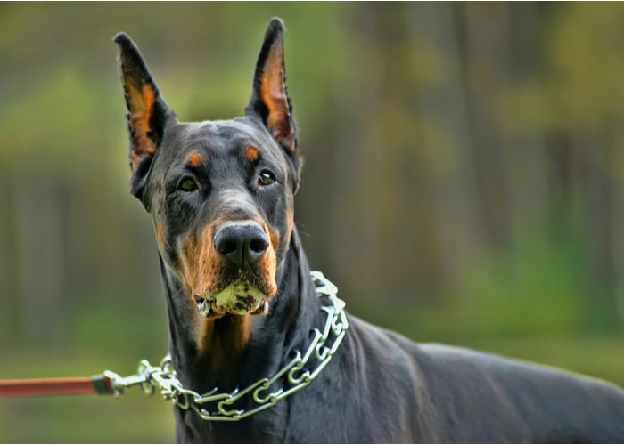 doberman pinscher dog breed