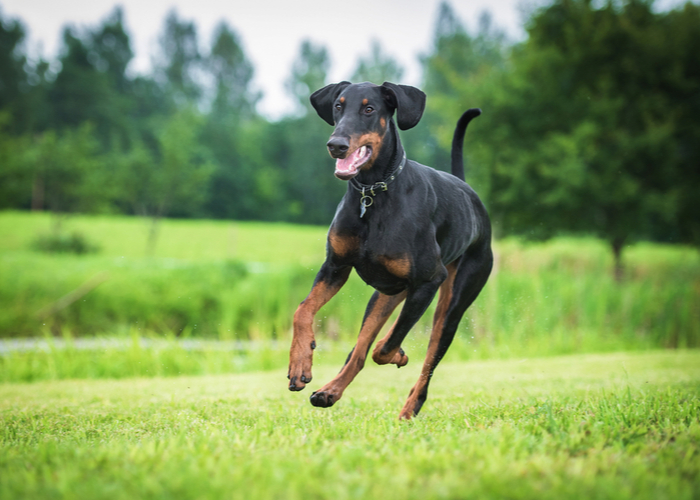 doberman