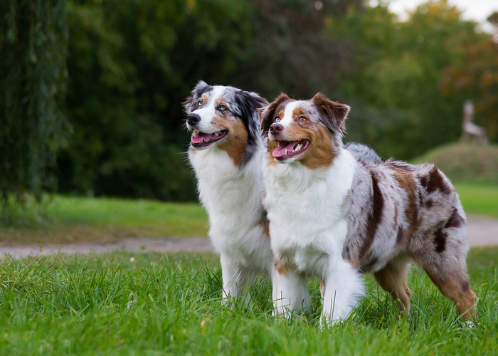 Australian Shepherd